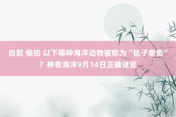 自慰 偷拍 以下哪种海洋动物被称为“毯子章鱼”？神奇海洋9月14日正确谜底