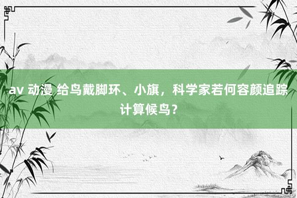 av 动漫 给鸟戴脚环、小旗，科学家若何容颜追踪计算候鸟？