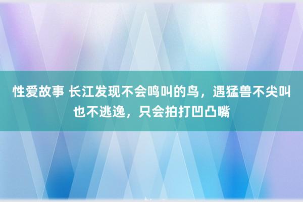 性爱故事 长江发现不会鸣叫的鸟，遇猛兽不尖叫也不逃逸，只会拍打凹凸嘴